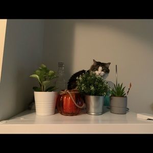 Meet your Posher, Staci